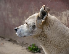 CAICOKIBLA, Hund, Mischlingshund in Kroatien - Bild 6