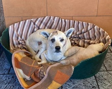 CAICOKIBLA, Hund, Mischlingshund in Kroatien - Bild 7