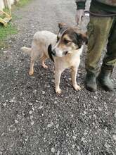 THEO, Hund, Mischlingshund in Rumänien - Bild 2