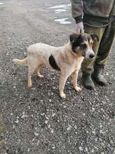 THEO, Hund, Mischlingshund in Rumänien - Bild 3
