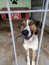 MIKA, Hund, Mischlingshund in Rumänien - Bild 1