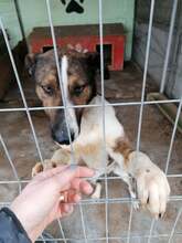MIKA, Hund, Mischlingshund in Rumänien - Bild 5