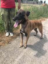 KALLECOSMO, Hund, Malinois in Rumänien - Bild 5