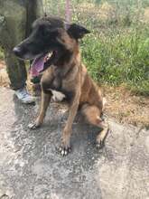 KALLECOSMO, Hund, Malinois in Rumänien - Bild 6
