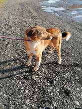 ALFI, Hund, Mischlingshund in Rumänien - Bild 1