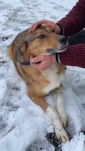 ALFI, Hund, Mischlingshund in Rumänien - Bild 10