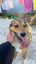 ALFI, Hund, Mischlingshund in Rumänien - Bild 2