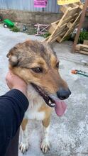 ALFI, Hund, Mischlingshund in Rumänien - Bild 3