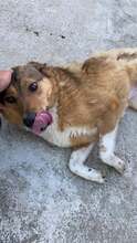 ALFI, Hund, Mischlingshund in Rumänien - Bild 4