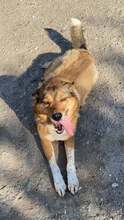 ALFI, Hund, Mischlingshund in Rumänien - Bild 5