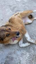 ALFI, Hund, Mischlingshund in Rumänien - Bild 6