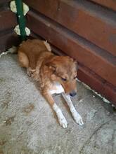 ALFI, Hund, Mischlingshund in Rumänien - Bild 7