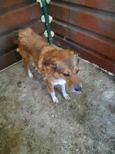 ALFI, Hund, Mischlingshund in Rumänien - Bild 8