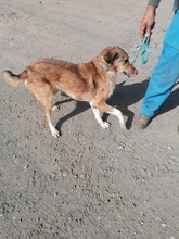 ALFI, Hund, Mischlingshund in Rumänien - Bild 9