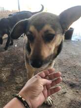 BIBIFLEU, Hund, Mischlingshund in Rumänien - Bild 1