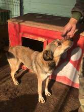 BIBIFLEU, Hund, Mischlingshund in Rumänien - Bild 3