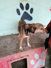 BIBIFLEU, Hund, Mischlingshund in Rumänien - Bild 4
