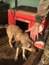 BIBIFLEU, Hund, Mischlingshund in Rumänien - Bild 5