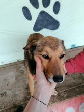BIBIFLEU, Hund, Mischlingshund in Rumänien - Bild 6