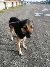 INDRA, Hund, Mischlingshund in Rumänien - Bild 1
