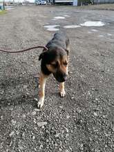 INDRA, Hund, Mischlingshund in Rumänien - Bild 2