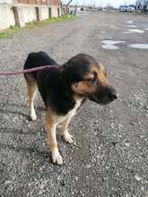 INDRA, Hund, Mischlingshund in Rumänien - Bild 4