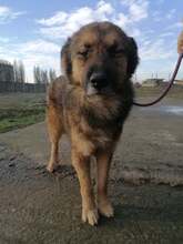 SAM, Hund, Mischlingshund in Rumänien - Bild 2