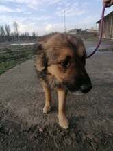 SAM, Hund, Mischlingshund in Rumänien - Bild 3
