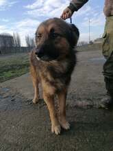 SAM, Hund, Mischlingshund in Rumänien - Bild 4