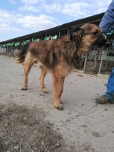 SAM, Hund, Mischlingshund in Rumänien - Bild 6