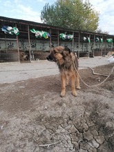 SAM, Hund, Mischlingshund in Rumänien - Bild 7
