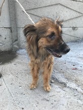 SAM, Hund, Mischlingshund in Rumänien - Bild 8