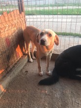 BUDDY, Hund, Labrador Retriever-Mix in Rumänien - Bild 2