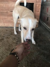 BUDDY, Hund, Labrador Retriever-Mix in Rumänien - Bild 3