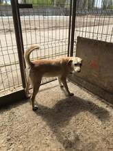 BUDDY, Hund, Labrador Retriever-Mix in Rumänien - Bild 4