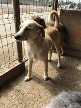 BUDDY, Hund, Labrador Retriever-Mix in Rumänien - Bild 6