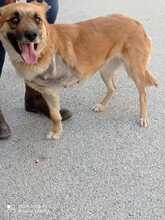 NAGIA, Hund, Mischlingshund in Griechenland - Bild 4