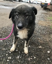 FLEUR, Hund, Border Collie-Australian Shepherd-Mix in Rumänien - Bild 1