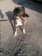 FLEUR, Hund, Border Collie-Australian Shepherd-Mix in Rumänien - Bild 5
