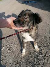 FLEUR, Hund, Border Collie-Australian Shepherd-Mix in Rumänien - Bild 6