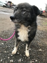 FLEUR, Hund, Border Collie-Australian Shepherd-Mix in Rumänien - Bild 7