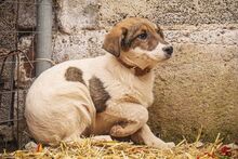 LANA, Hund, Mischlingshund in Bulgarien - Bild 3