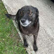 TILDA, Hund, Mischlingshund in Rumänien - Bild 1