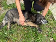 TILDA, Hund, Mischlingshund in Rumänien - Bild 10