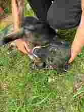 TILDA, Hund, Mischlingshund in Rumänien - Bild 16