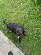 TILDA, Hund, Mischlingshund in Rumänien - Bild 17
