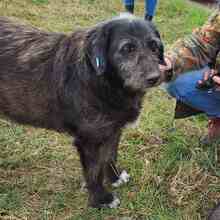 TILDA, Hund, Mischlingshund in Rumänien - Bild 3