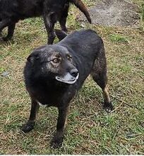 TILDA, Hund, Mischlingshund in Rumänien - Bild 4