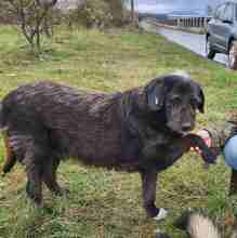 TILDA, Hund, Mischlingshund in Rumänien - Bild 5