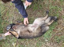 TILDA, Hund, Mischlingshund in Rumänien - Bild 8